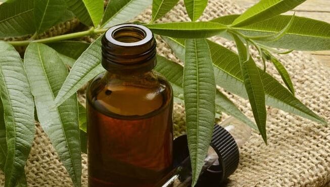 Tea tree essential oil for foot fungus